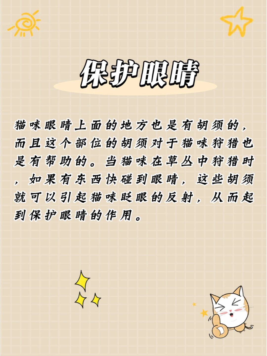 新版猫咪目前的地址入口新版猫咪目前地址入口介绍