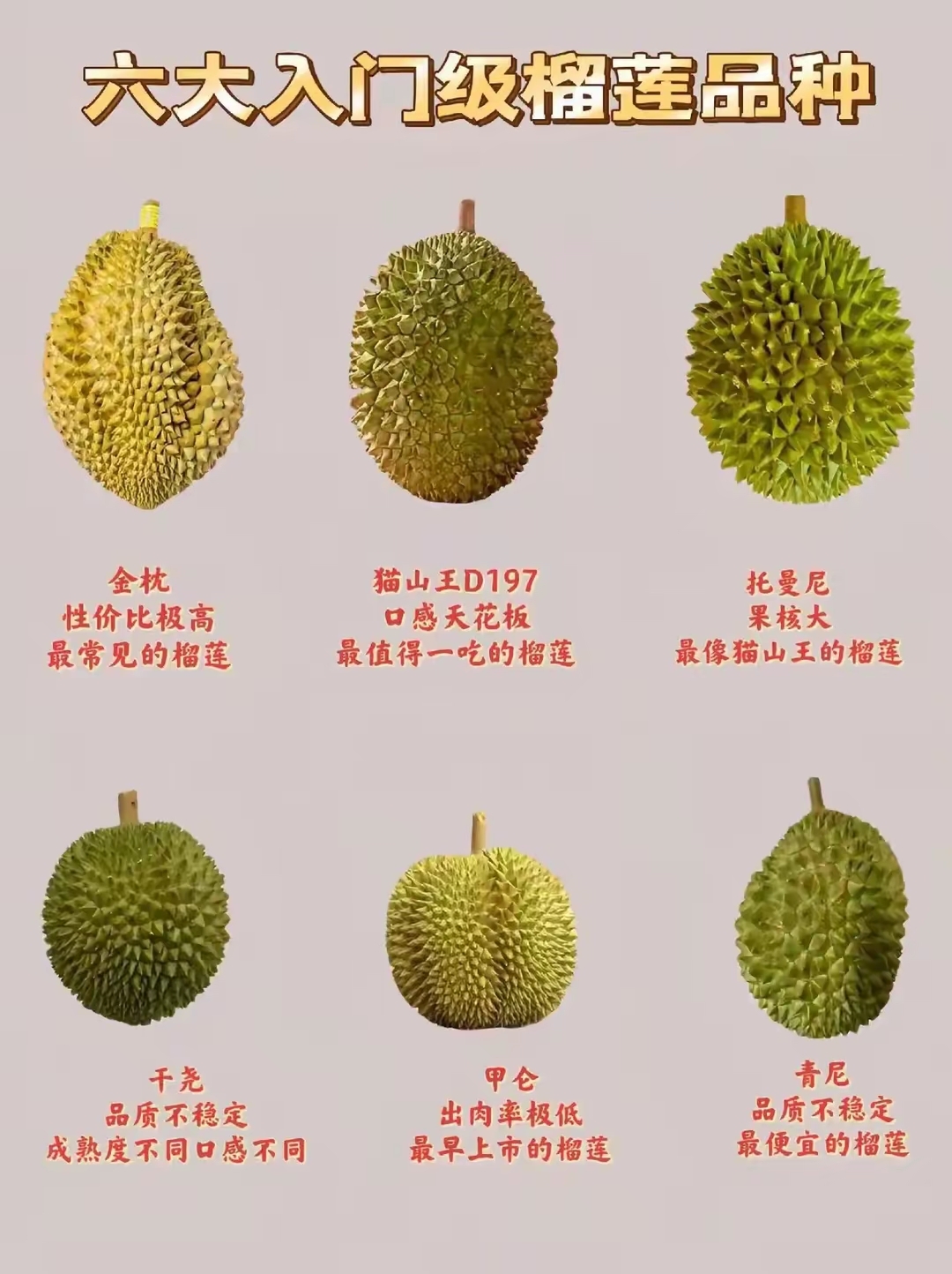 榴莲 sp榴莲，神秘之果与独特风味-第2张图片