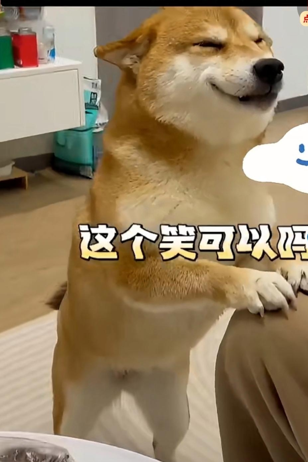 狗做了四个小时我家狗狗弄我4小时