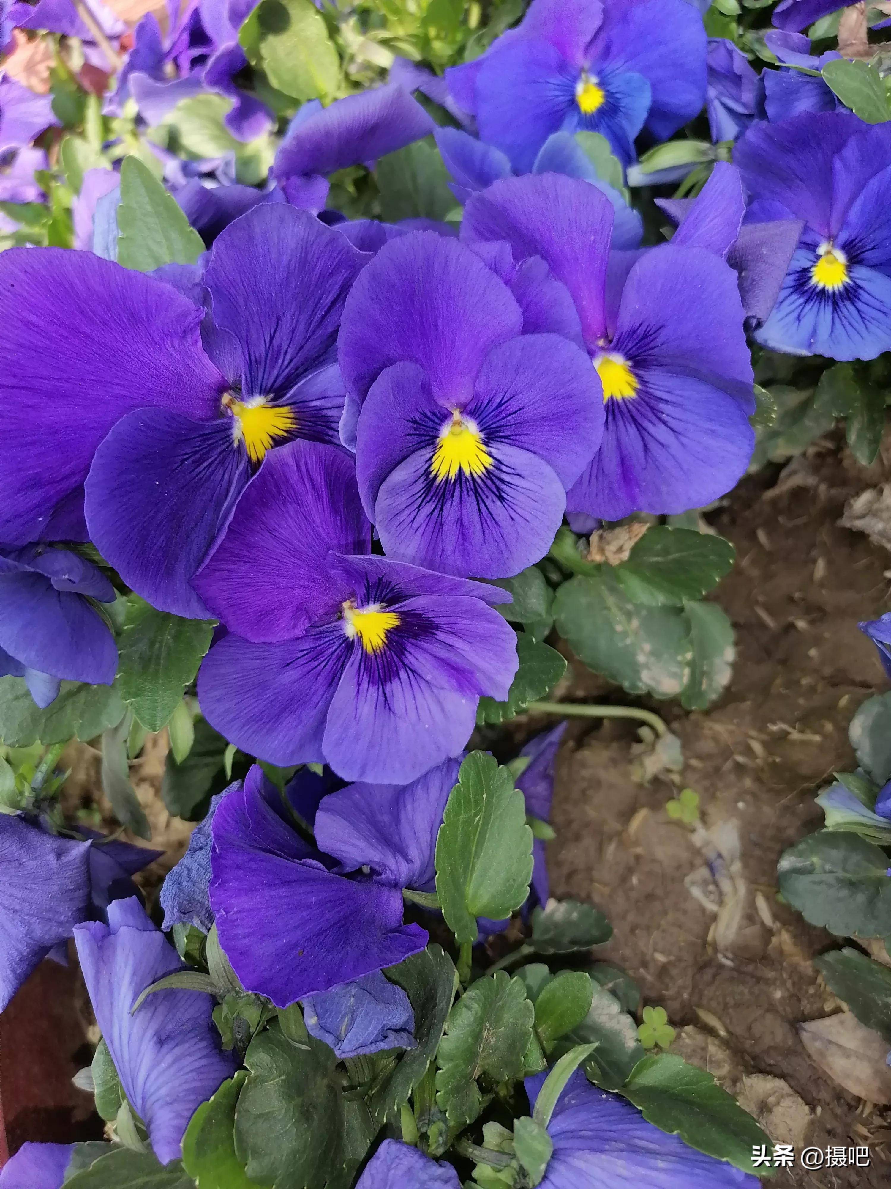 花蝴蝶www在线播放花蝴蝶WWW在线