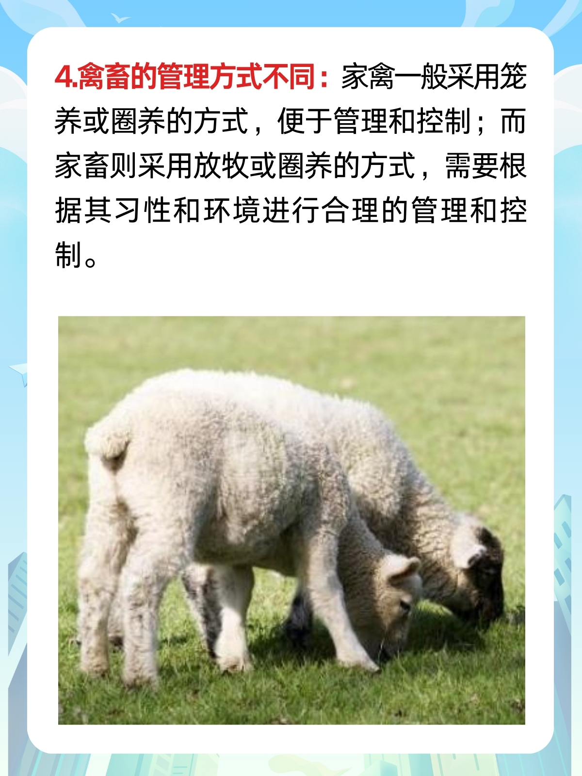 人与畜禽人与禽ZOZO性伦，探讨人类与禽鸟之间的性伦理-第3张图片