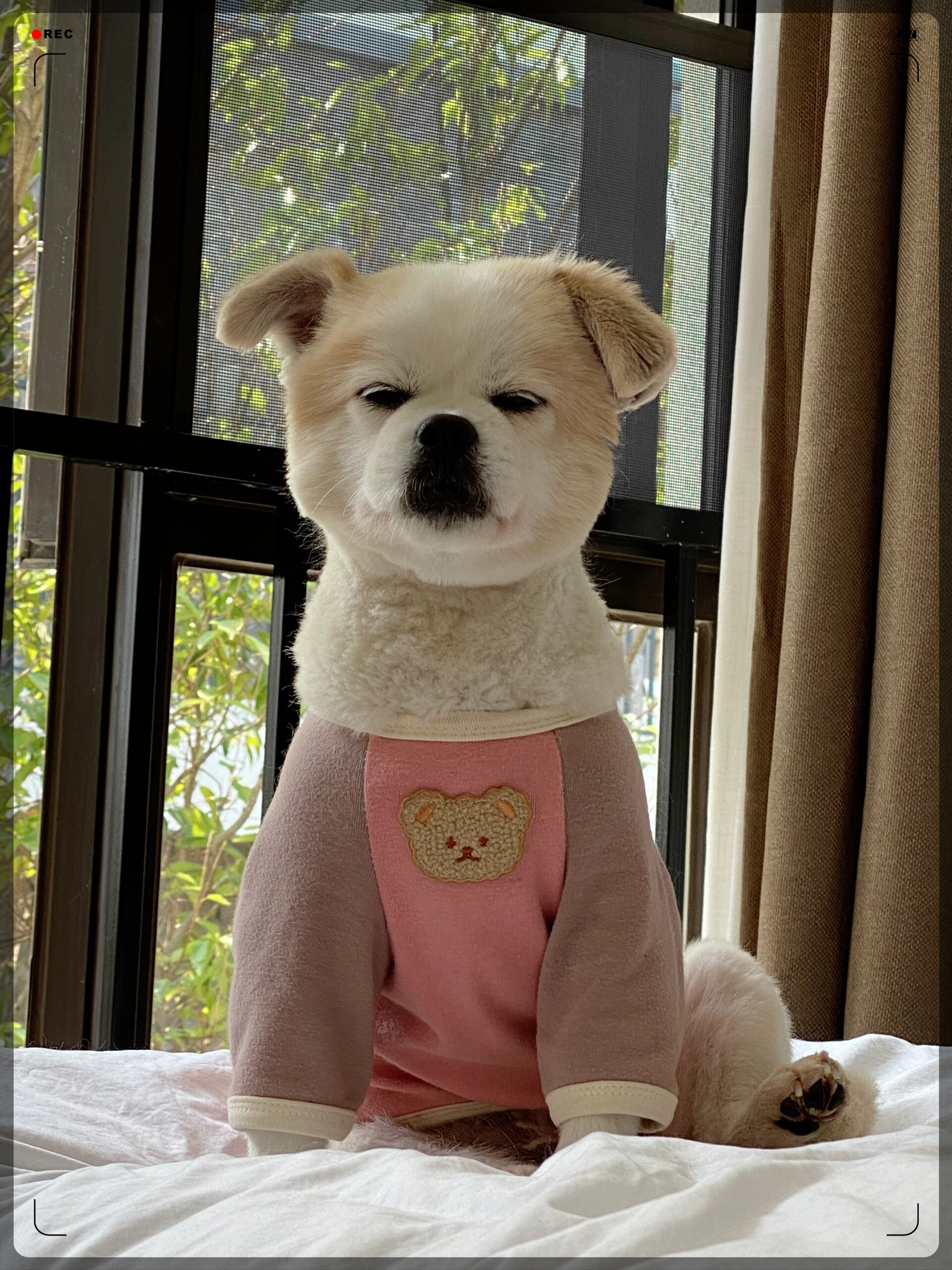 狗狗大东西直接进卡在里面,是真的吗?狗狗的大东西卡里面的经历-第1张图片