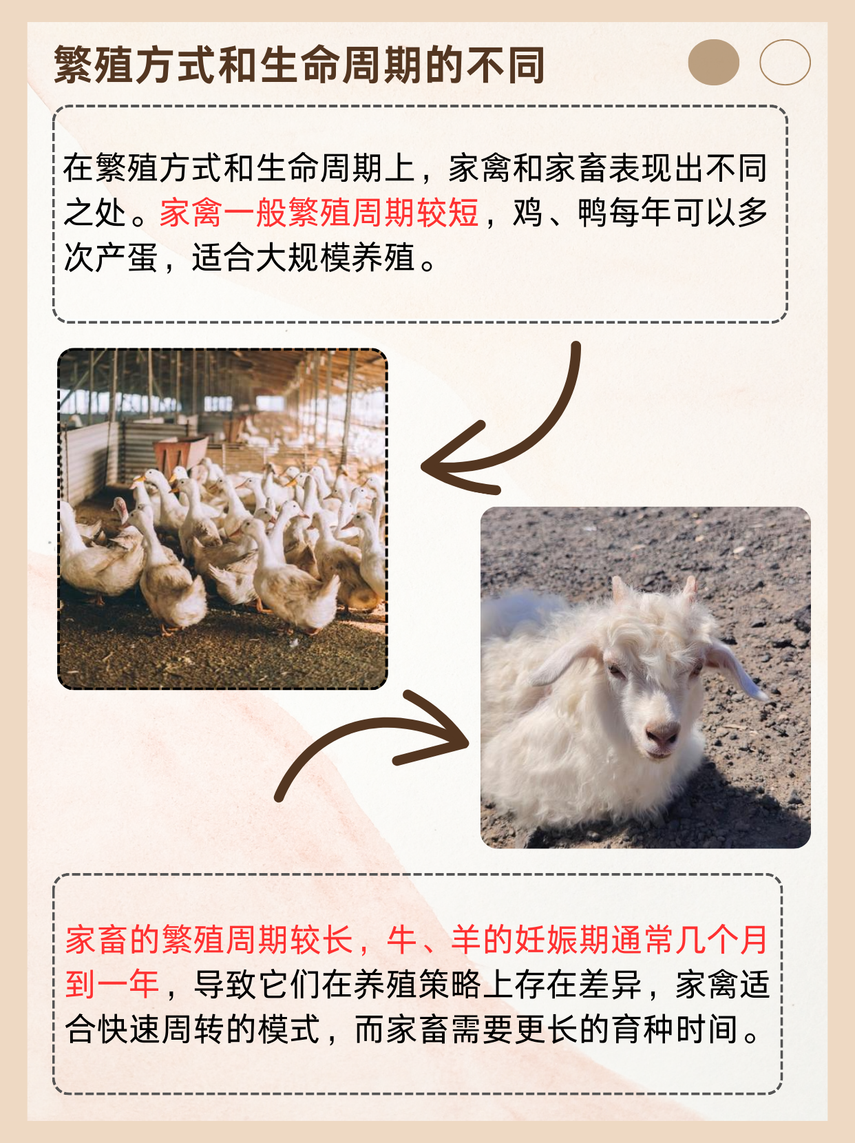 人与畜禽人与禽ZOZO性伦，探讨人类与禽鸟之间的性伦理-第2张图片