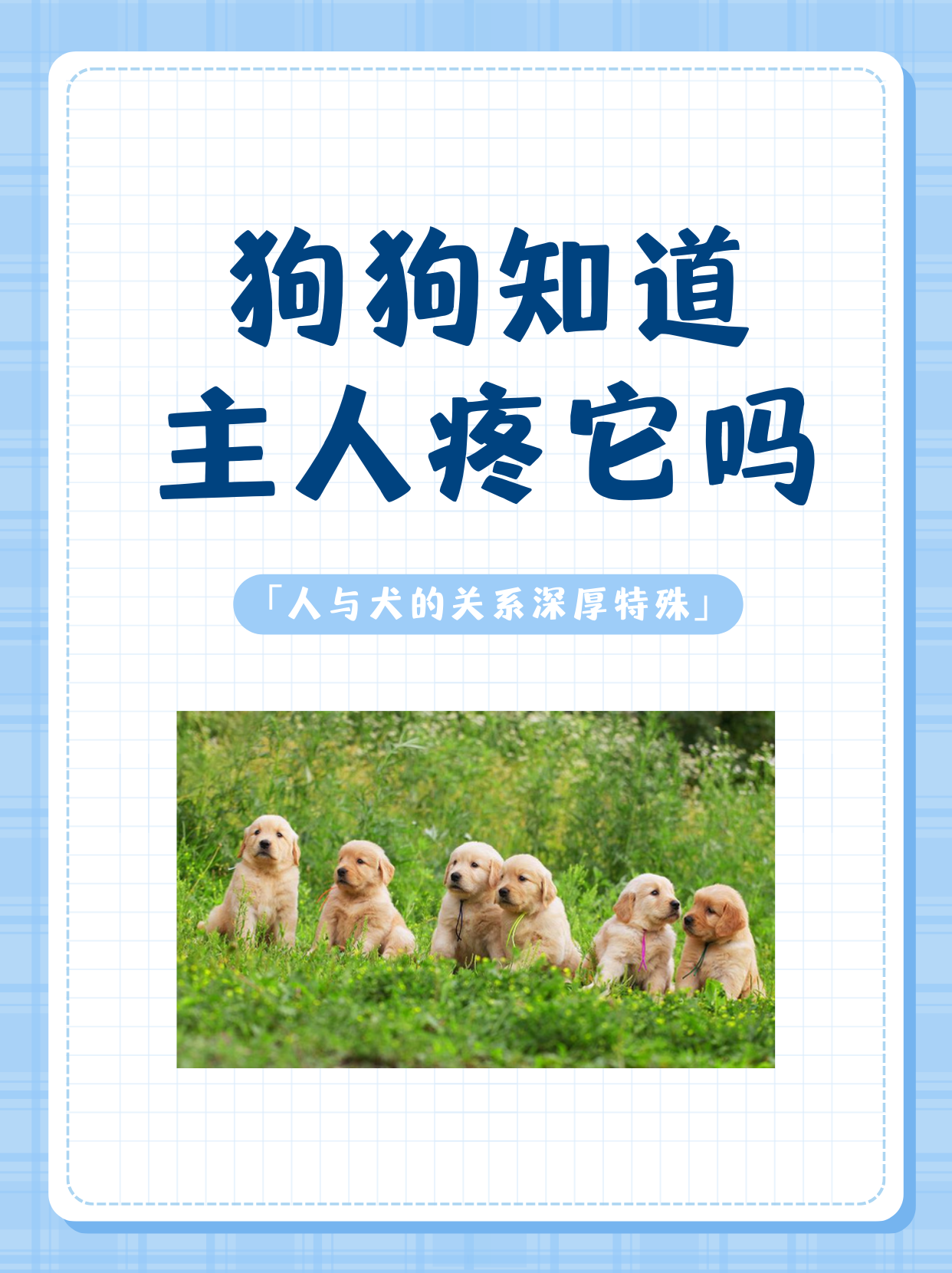 女生与狗，医院里的情感纽带