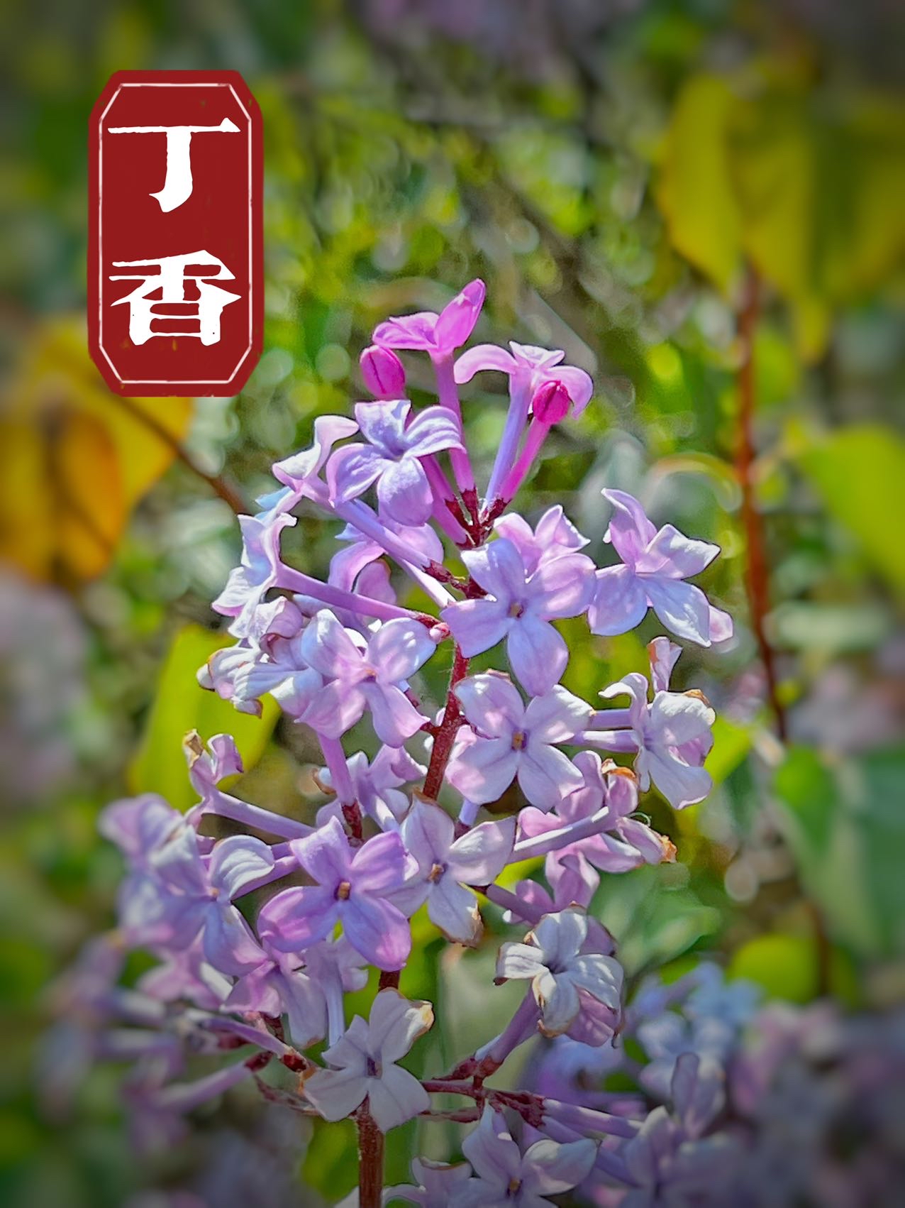 丁香五月情-第2张图片