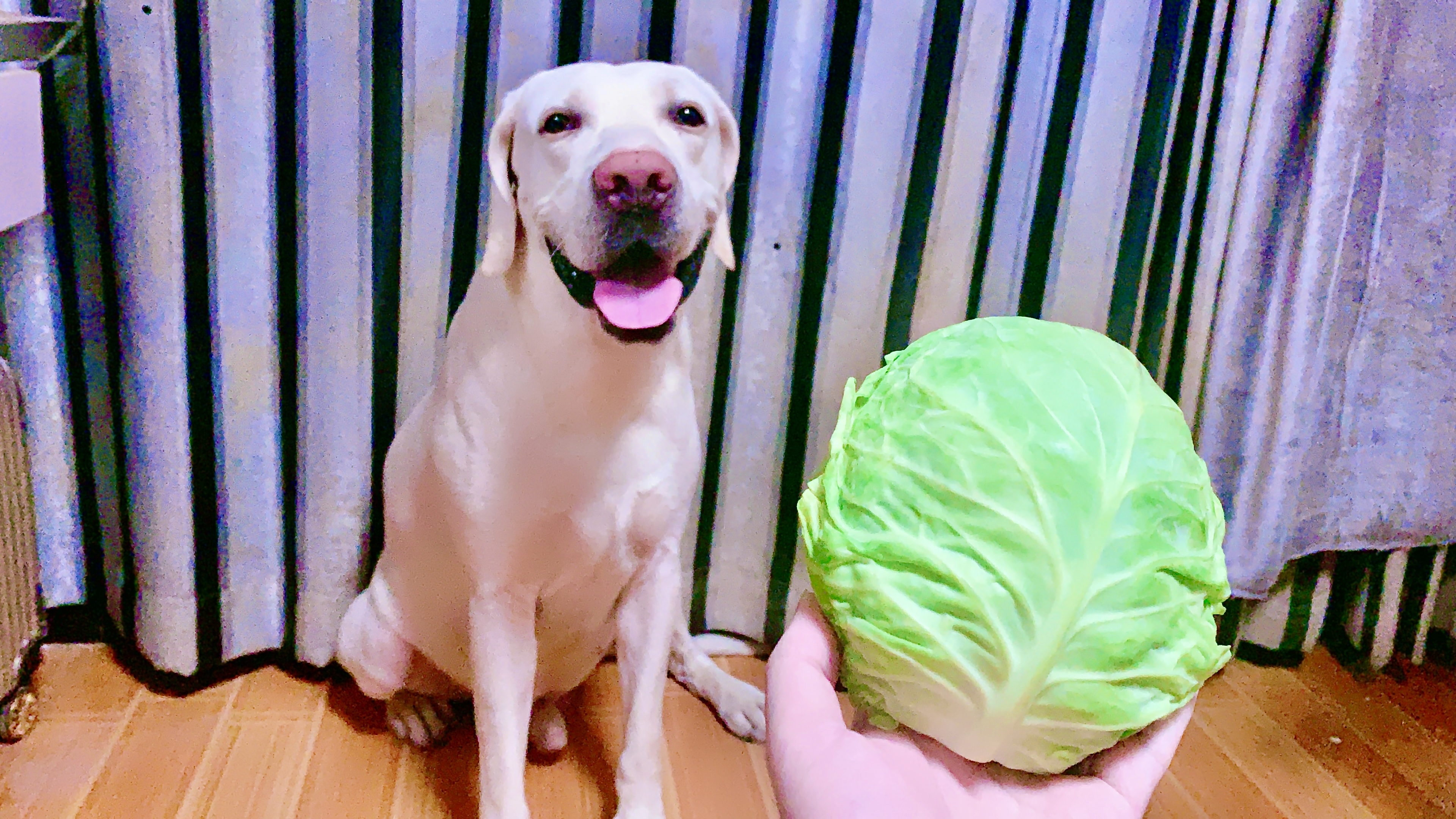 被自己家狗狗C了一天
