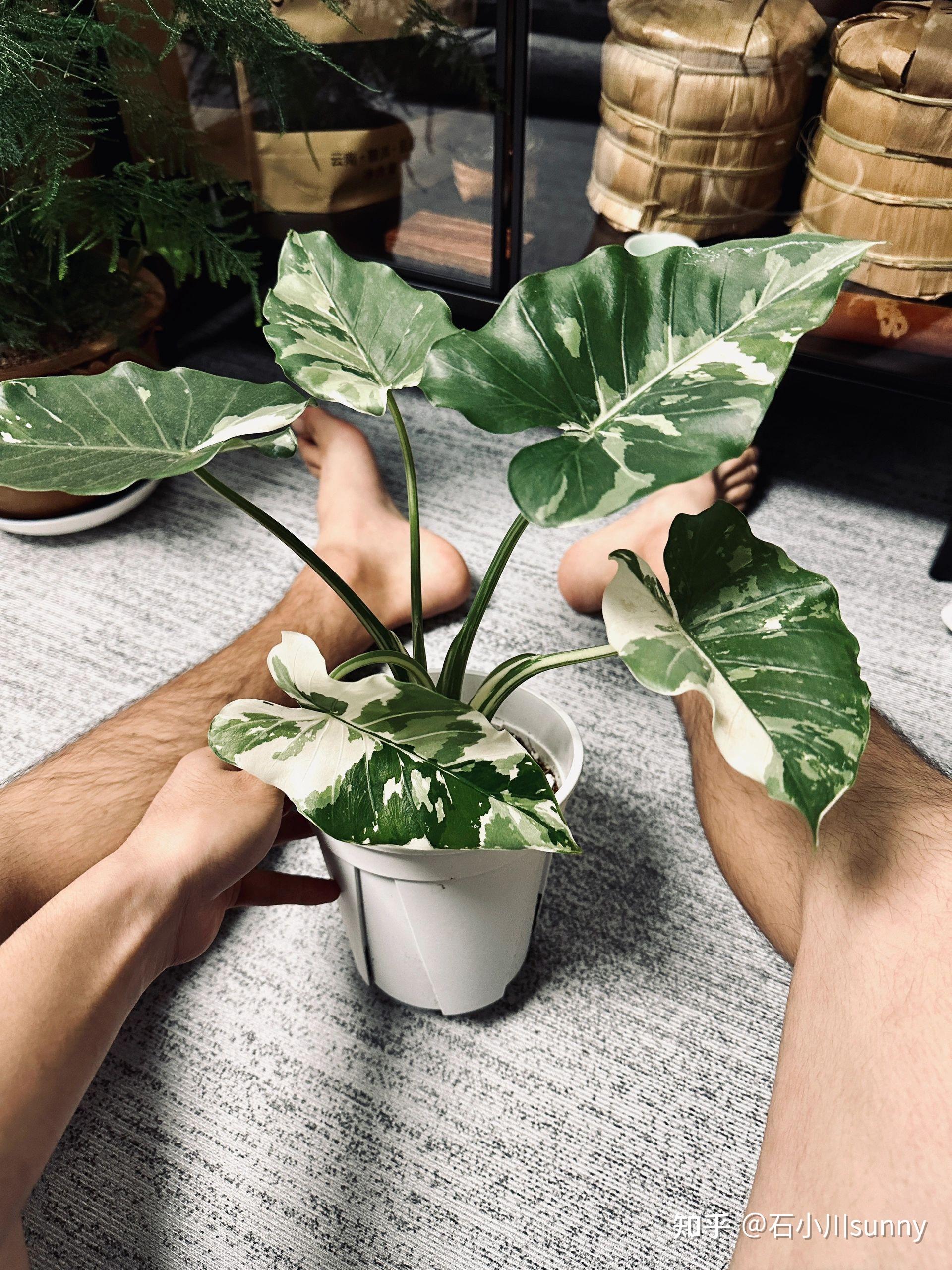 同志网站同志网站，探索与思考