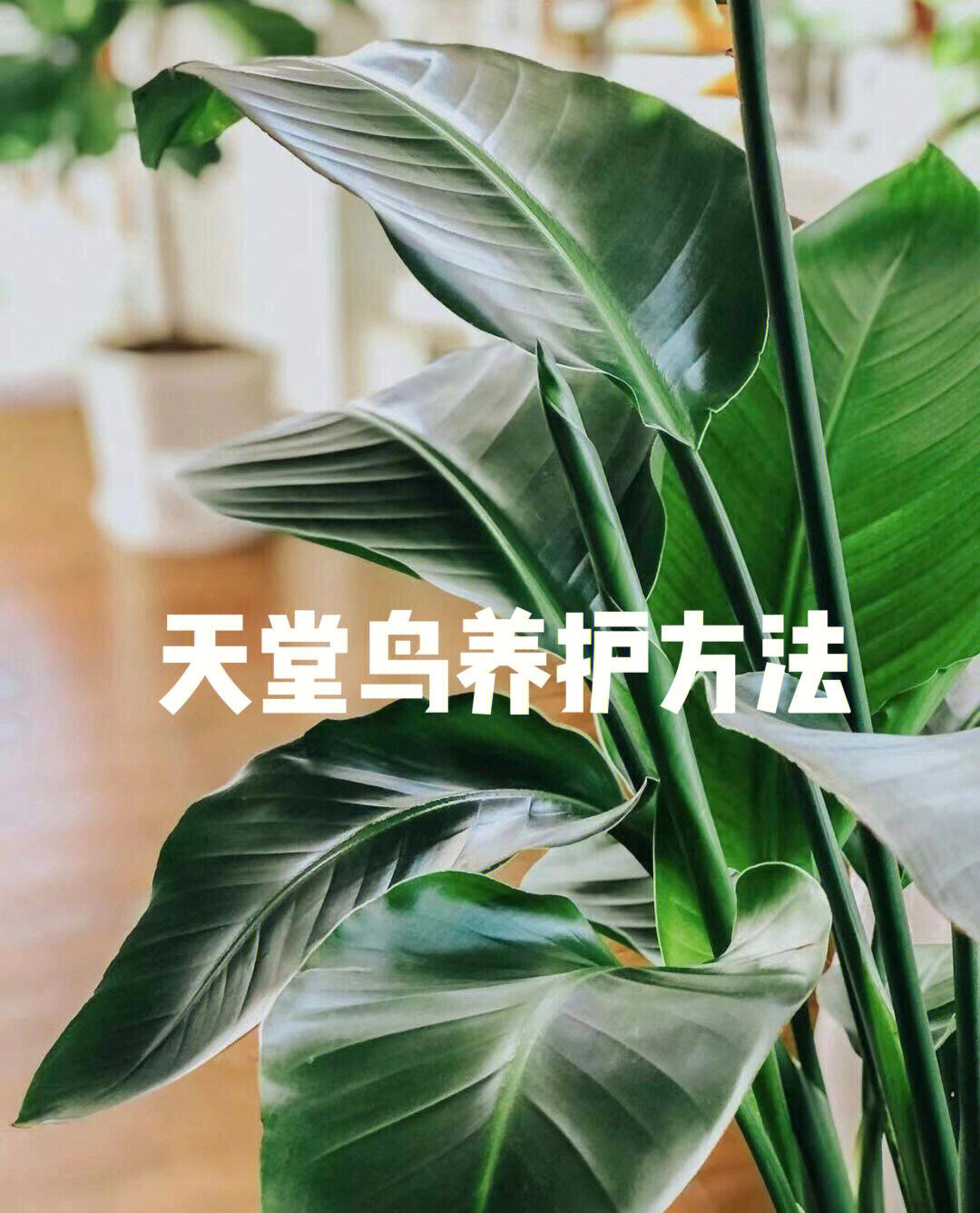 天堂鸟论坛怎么打不开天堂鸟论坛，探索网络交流的新天地-第2张图片