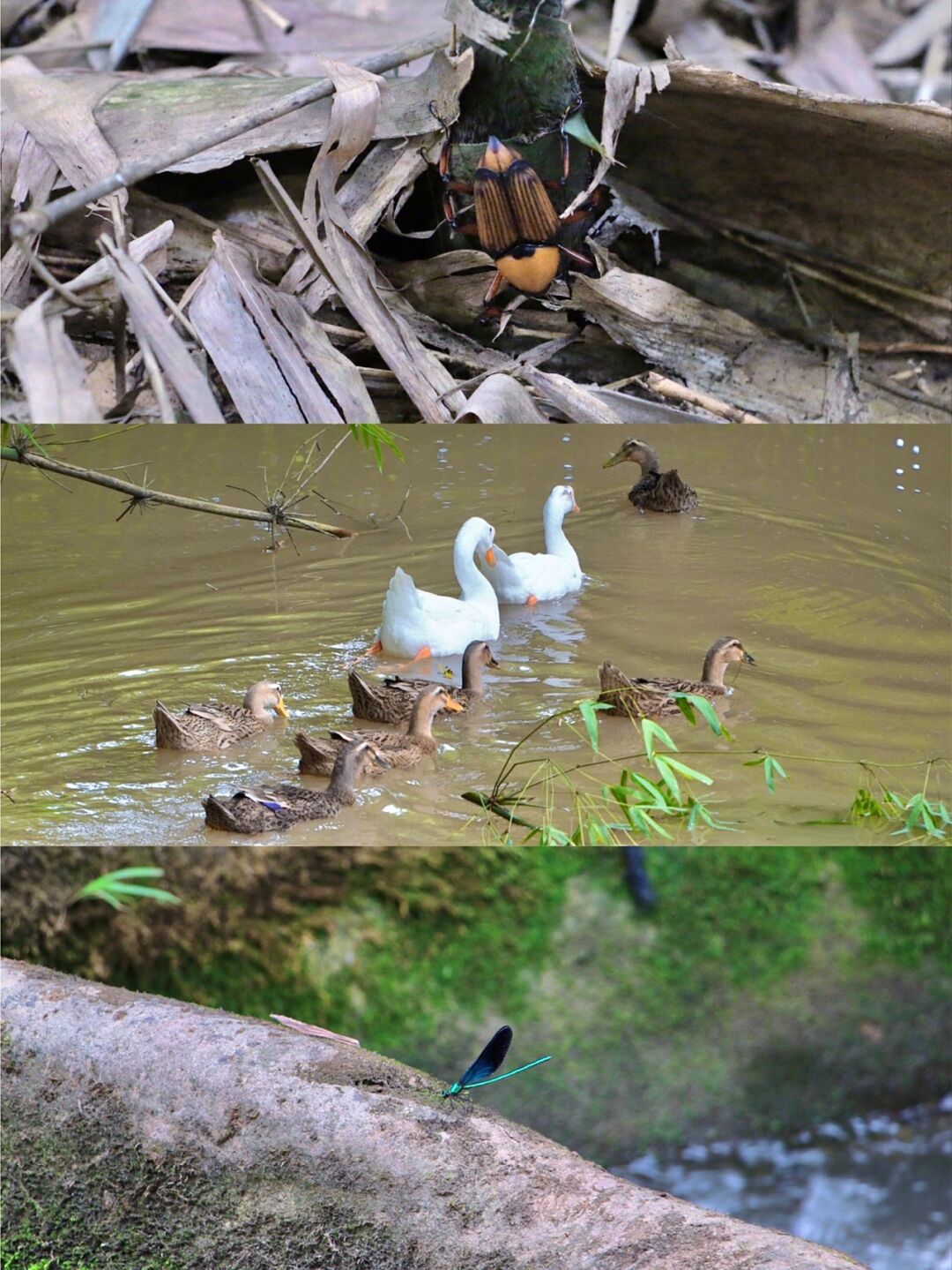 竹林笙外H竹林笙外
