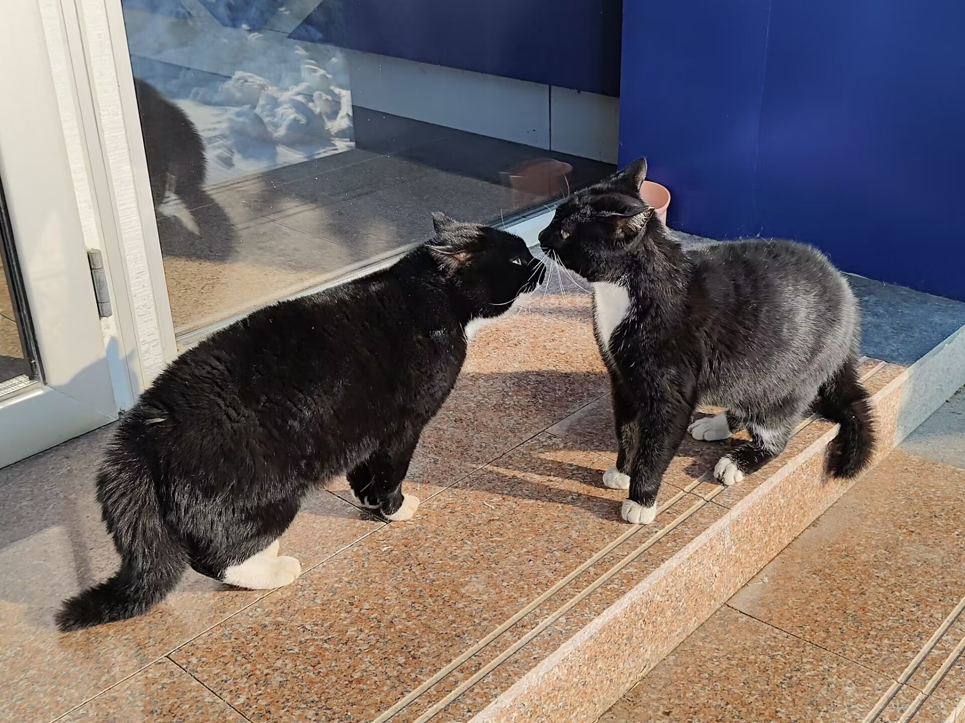 街猫的生活与魅力
