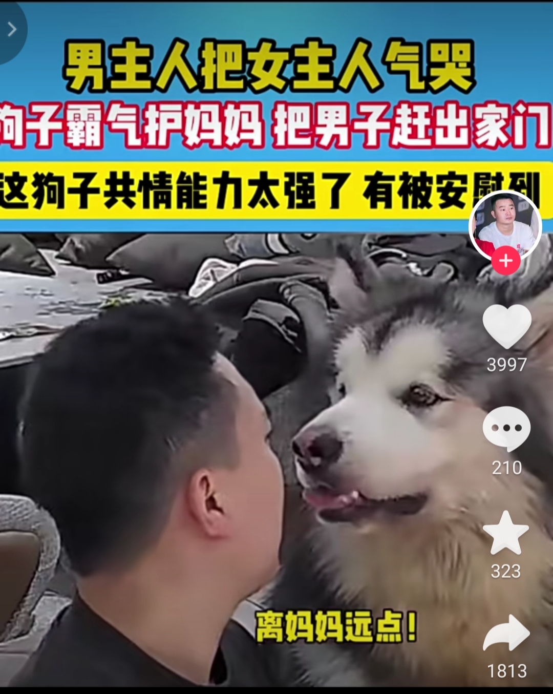白天是狗晚上是丈夫故事视频白天是狗晚上是丈夫的故事-第1张图片