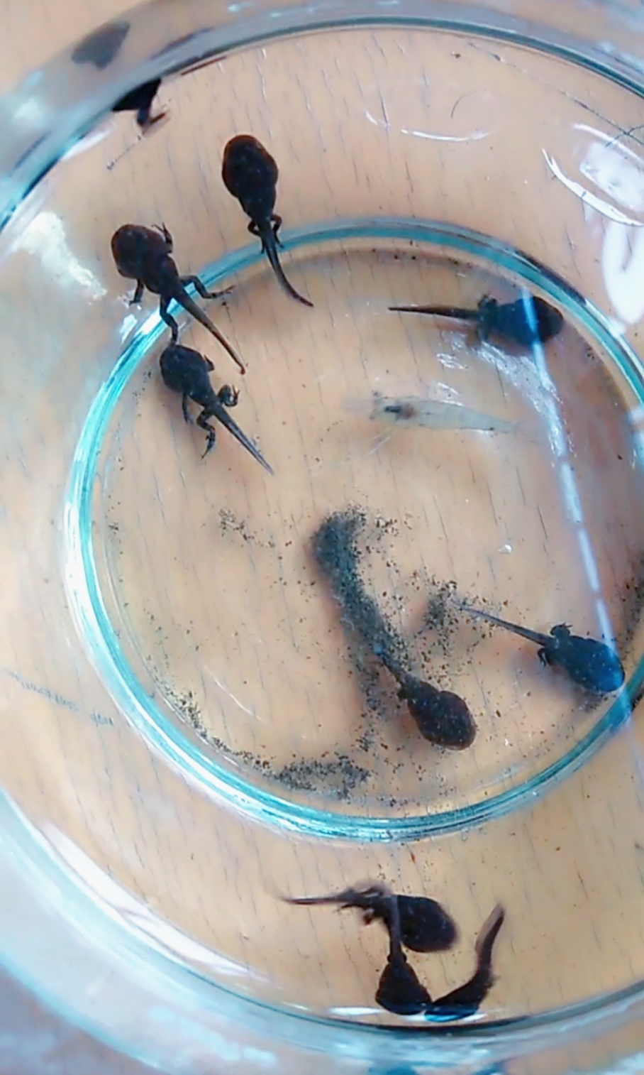 小蝌蚪视频在线观看免费播放小蝌蚪视频在线观看免费播放-第1张图片
