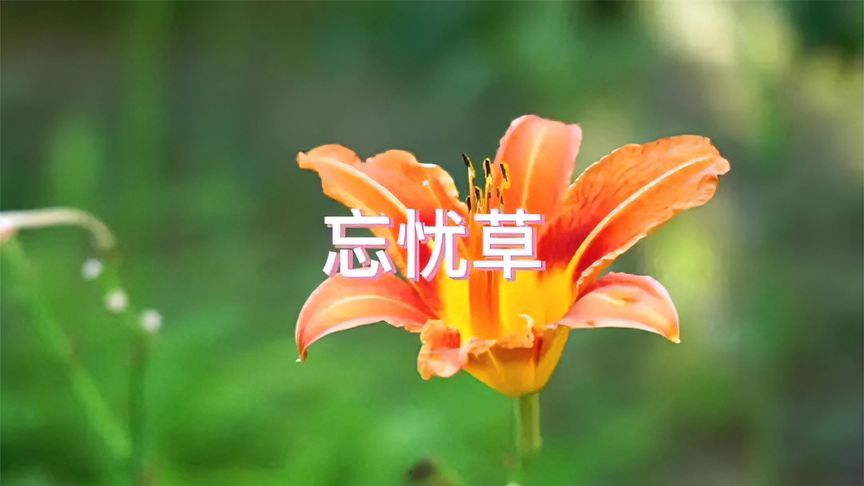 忘忧草视频在线观看体验-第2张图片