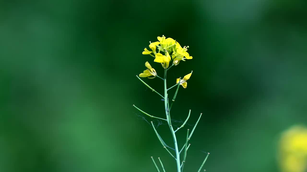 野花在线观看视频免费版野花在线观看视频免费体验-第2张图片