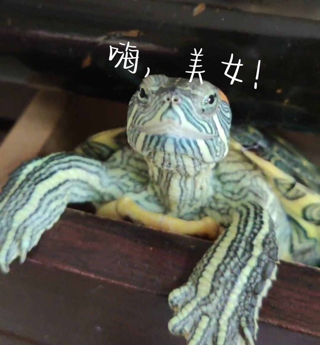 老头的大包老头的大龟挺进秀婷小说-第1张图片
