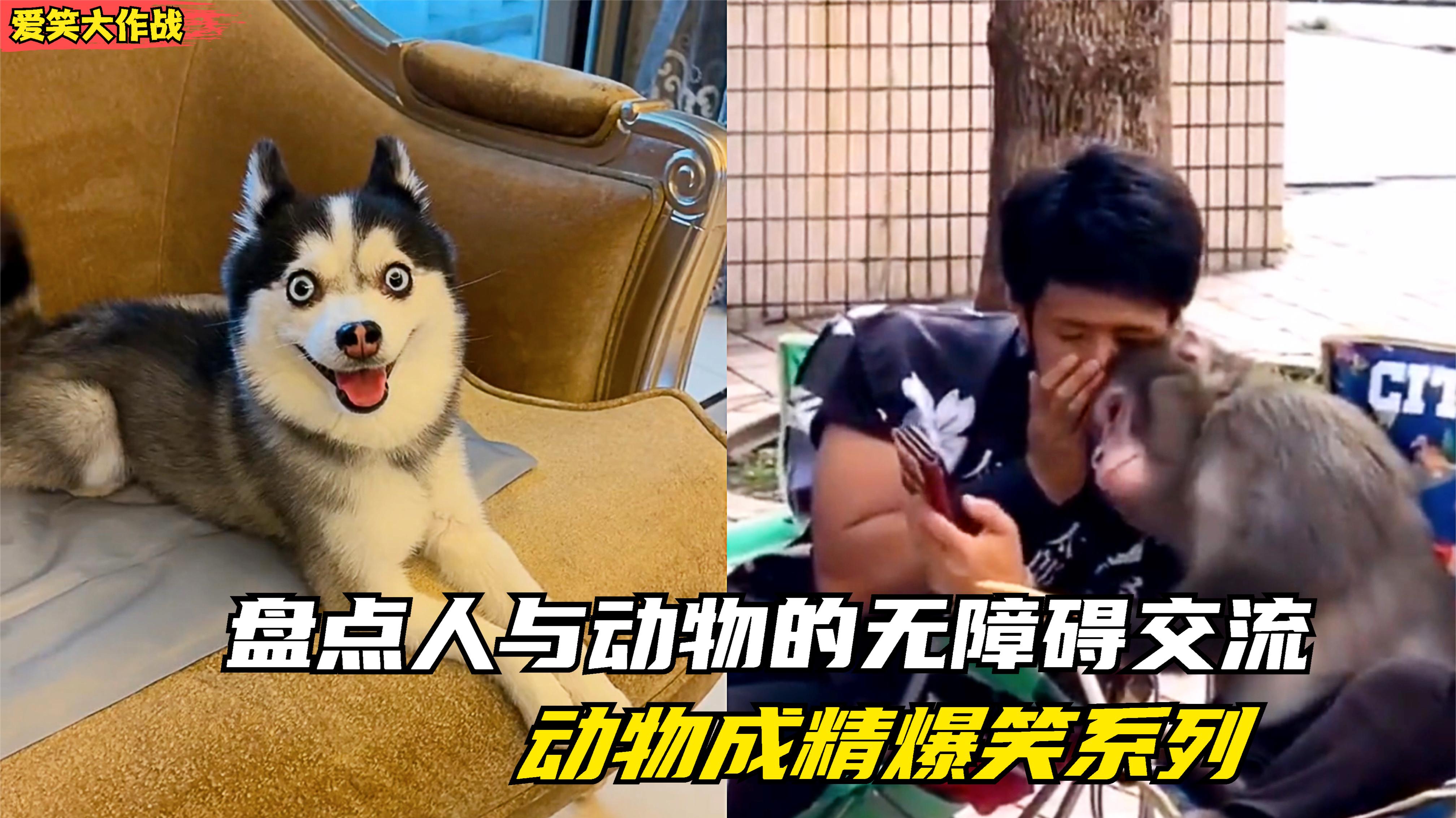人和动物杂交人与动物杂交，生命的交融与探索