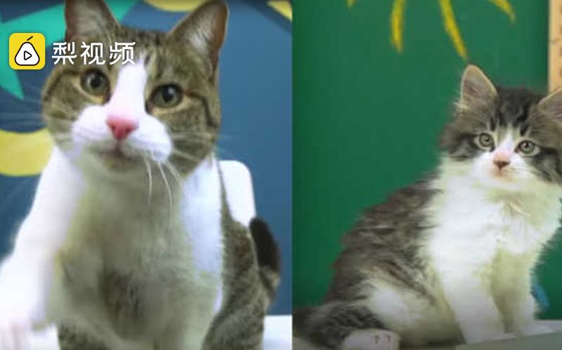 猫咪视频app怎么显示有病毒猫咪视频APP，探索便捷的视觉盛宴-第3张图片