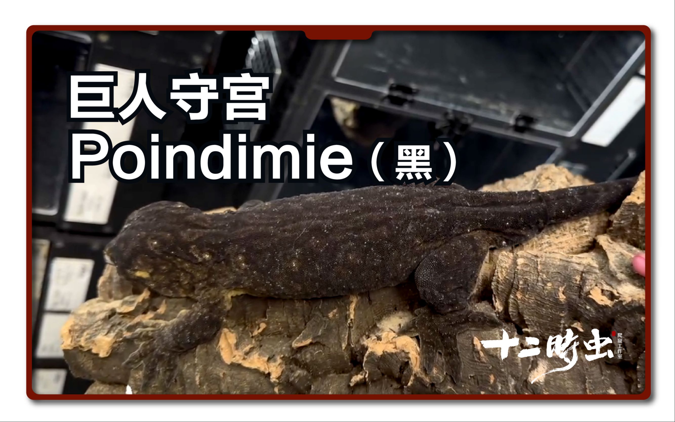 黑巨人的又黑又大又长黑巨人又大又长-第3张图片
