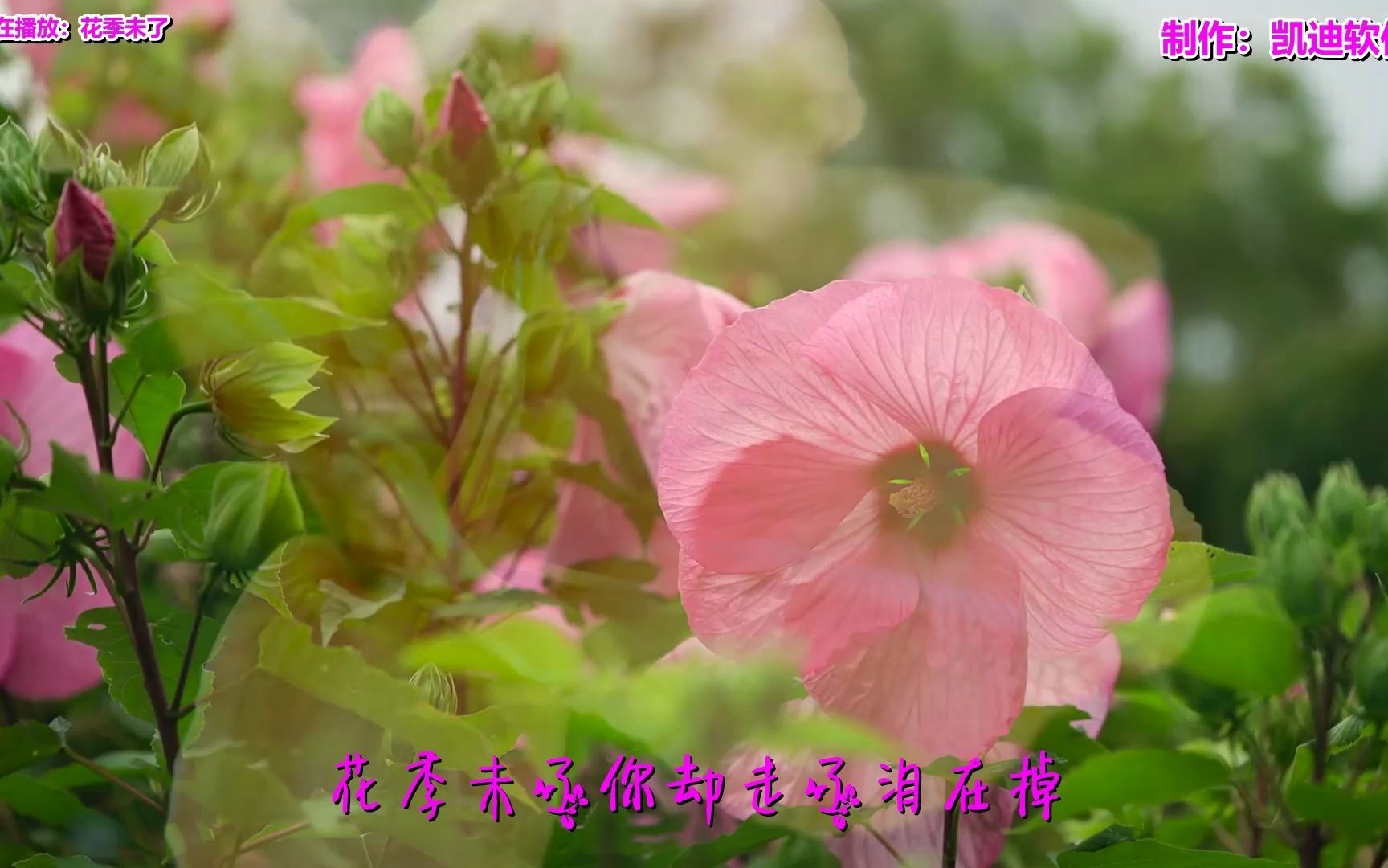 花季视频免费看花季视频免费观看-第3张图片