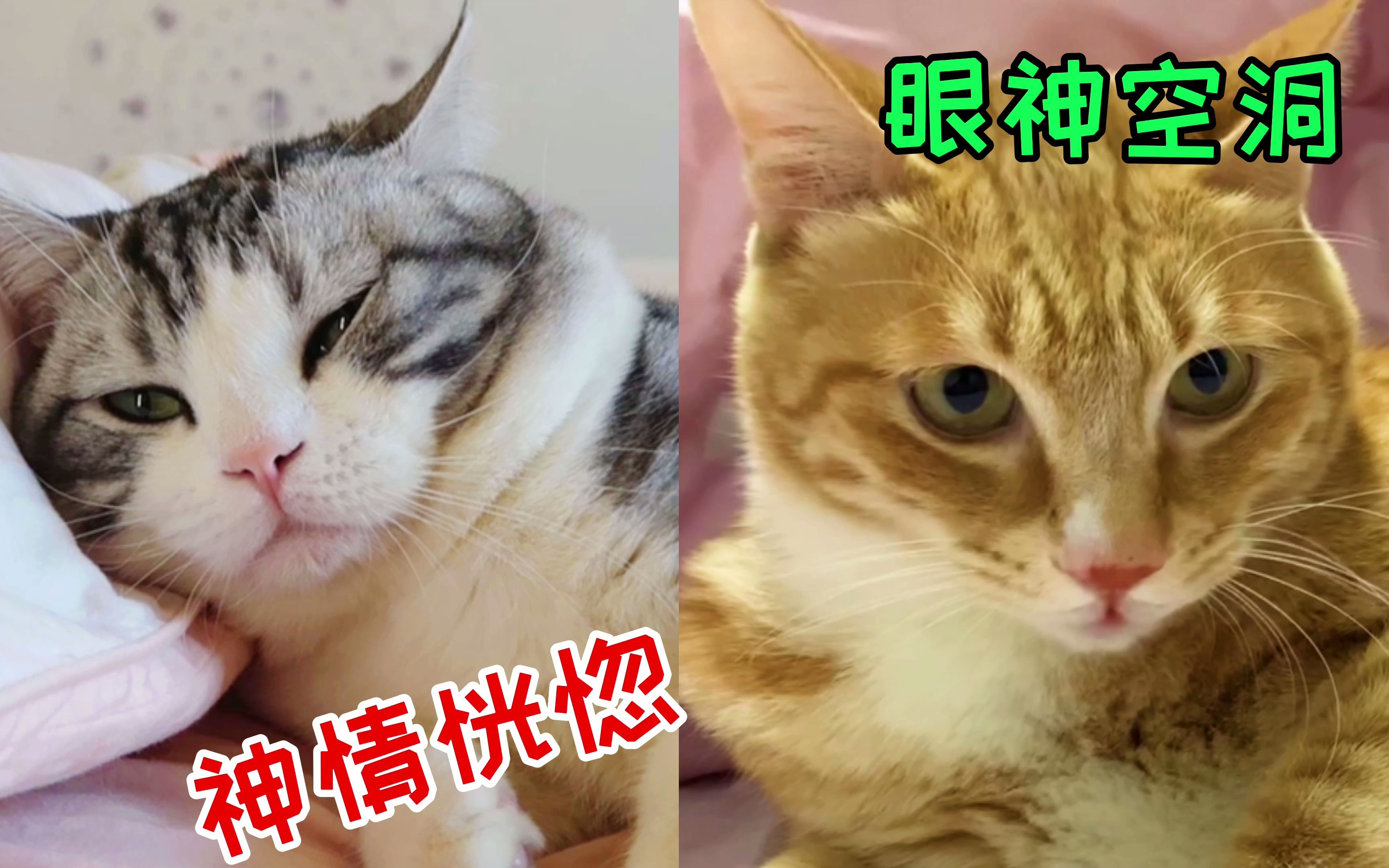 猫咪视频app怎么显示有病毒猫咪视频APP，探索便捷的视觉盛宴-第2张图片