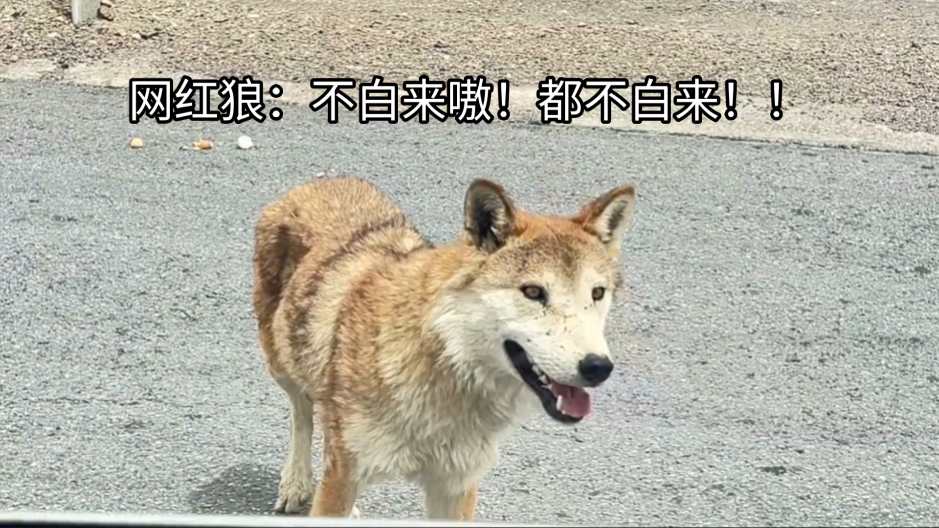 广西狼精英主论坛，探索狼性精神的卓越之地