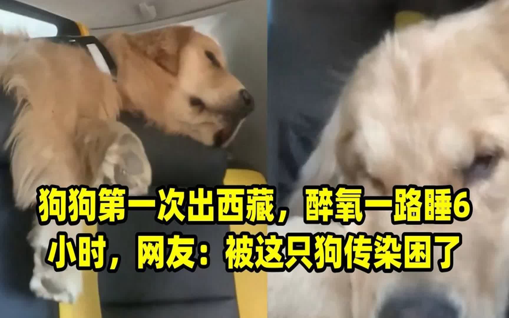 狗狗干了我一小时就死了狗狗干了我一小时-第2张图片