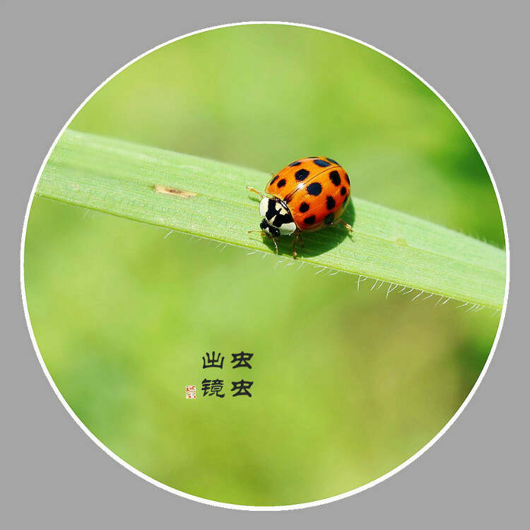 055055虫虫虫高手网虫虫高手论坛，探索网络社区的奇妙世界