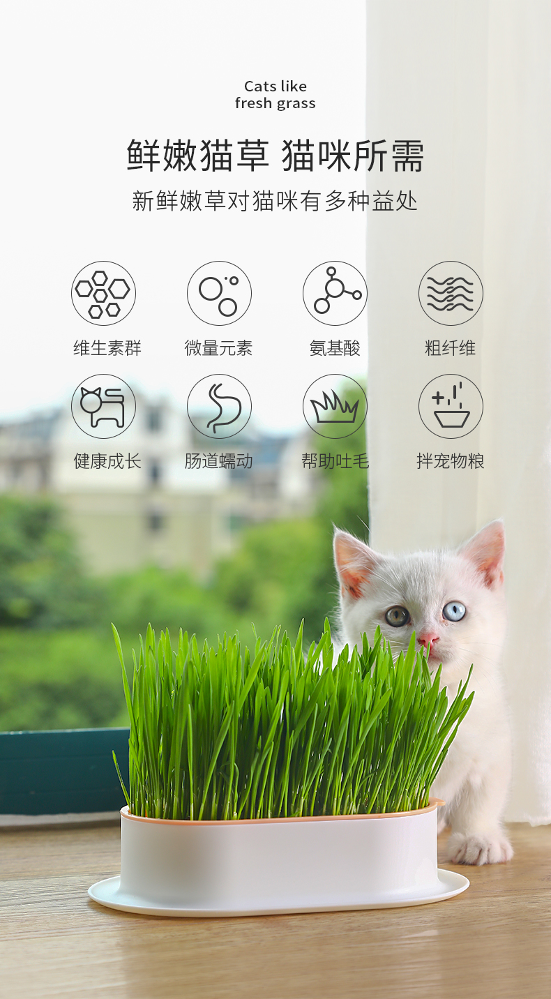 种子猫种子猫，宠物的未来与选择-第1张图片
