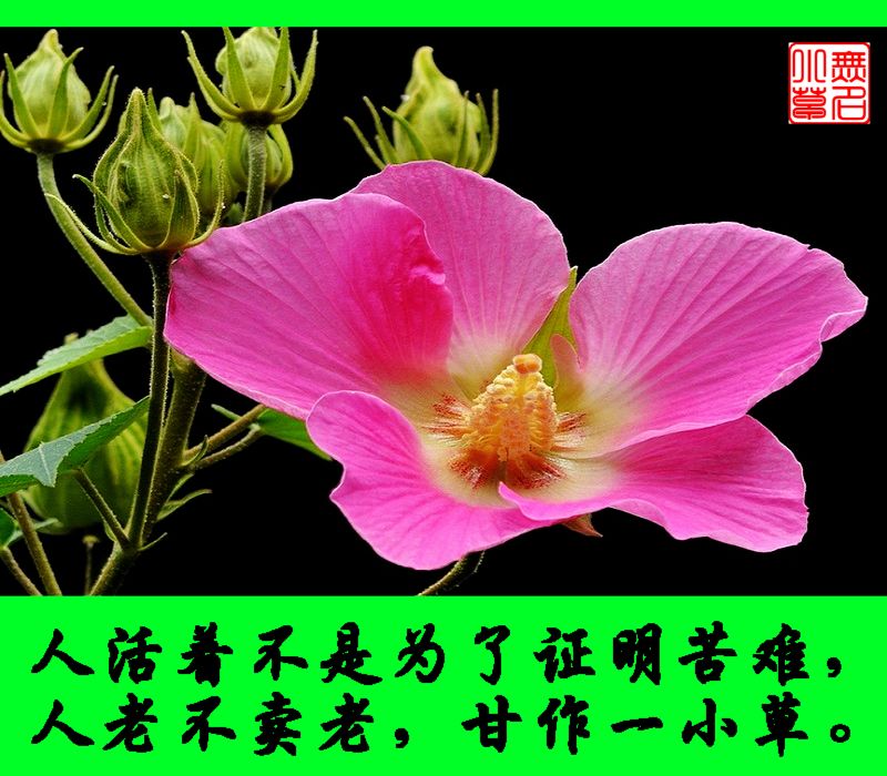 带颜色的网站2021好人有好报-第2张图片