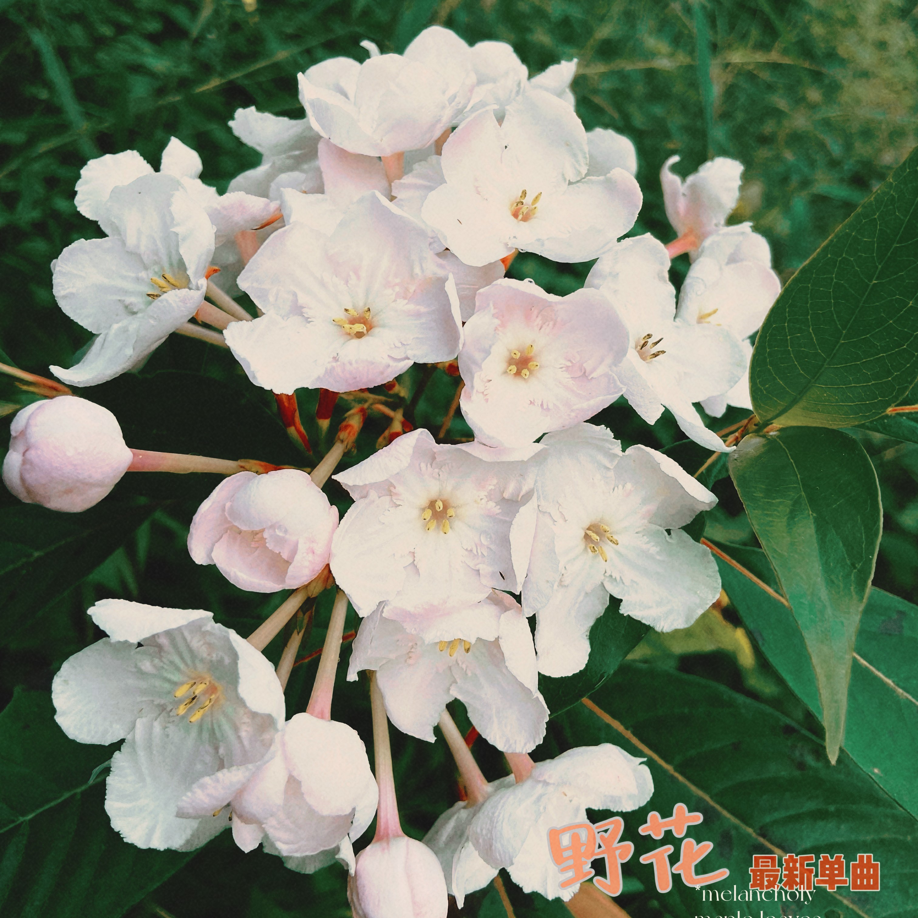 野花视频高清免费中文推荐-第1张图片