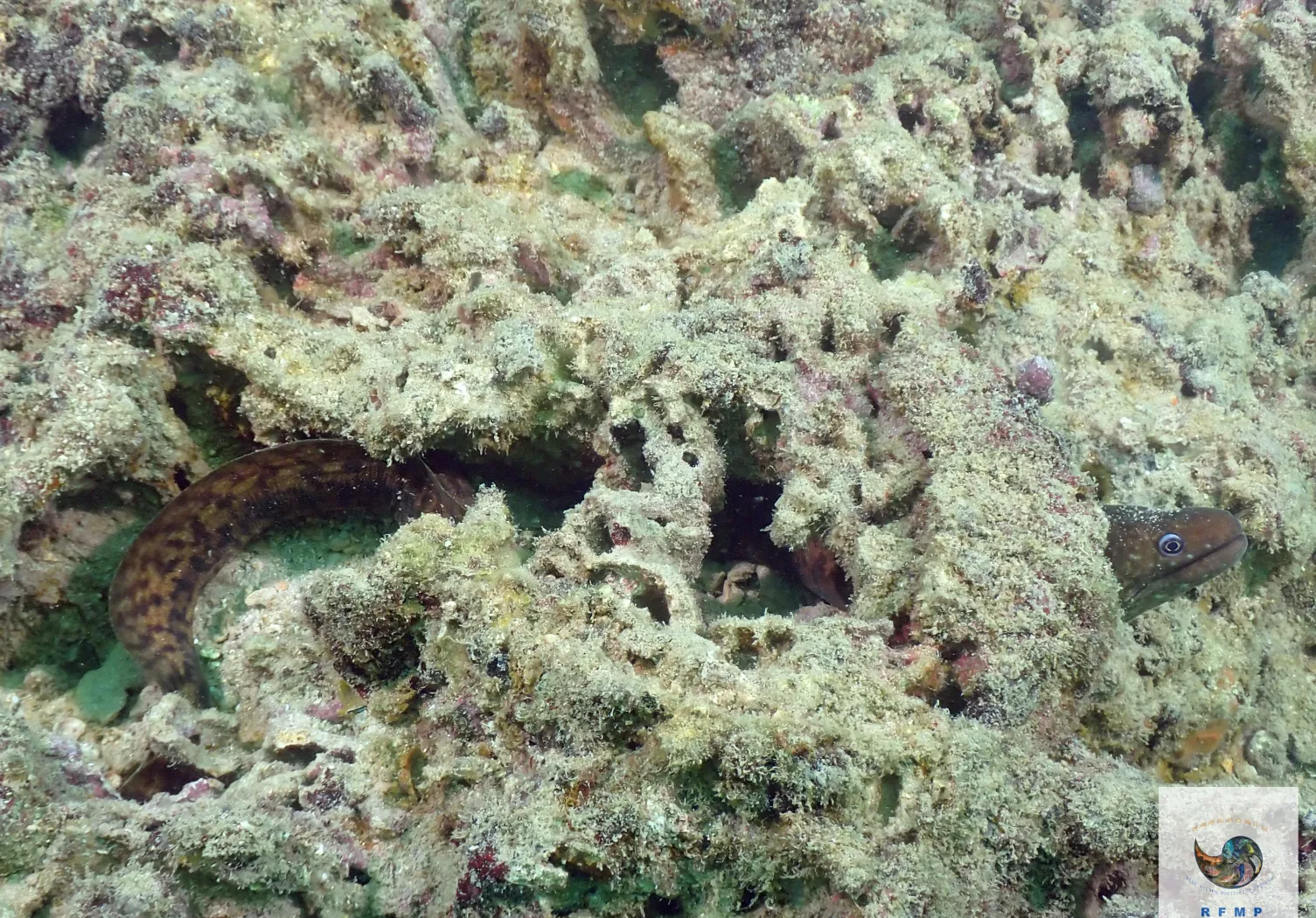 黄鳝 百度云黄鳝百度云，探索神秘生物的云端世界