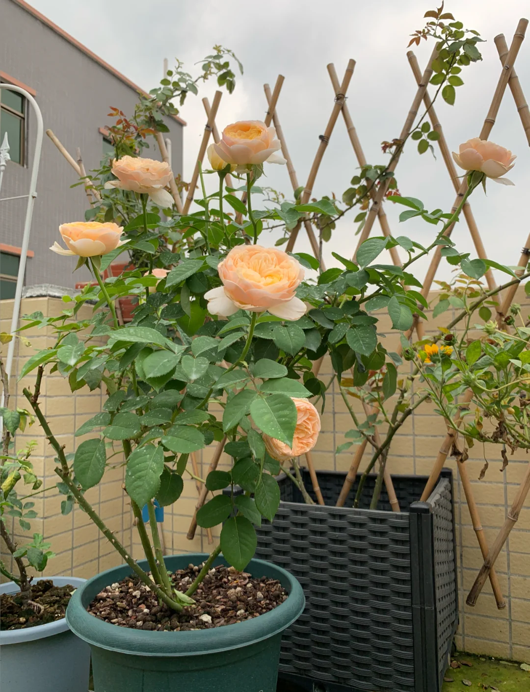 花园保卫战