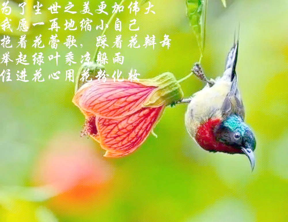 花瓣舞花瓣舞，绽放生命之美-第3张图片