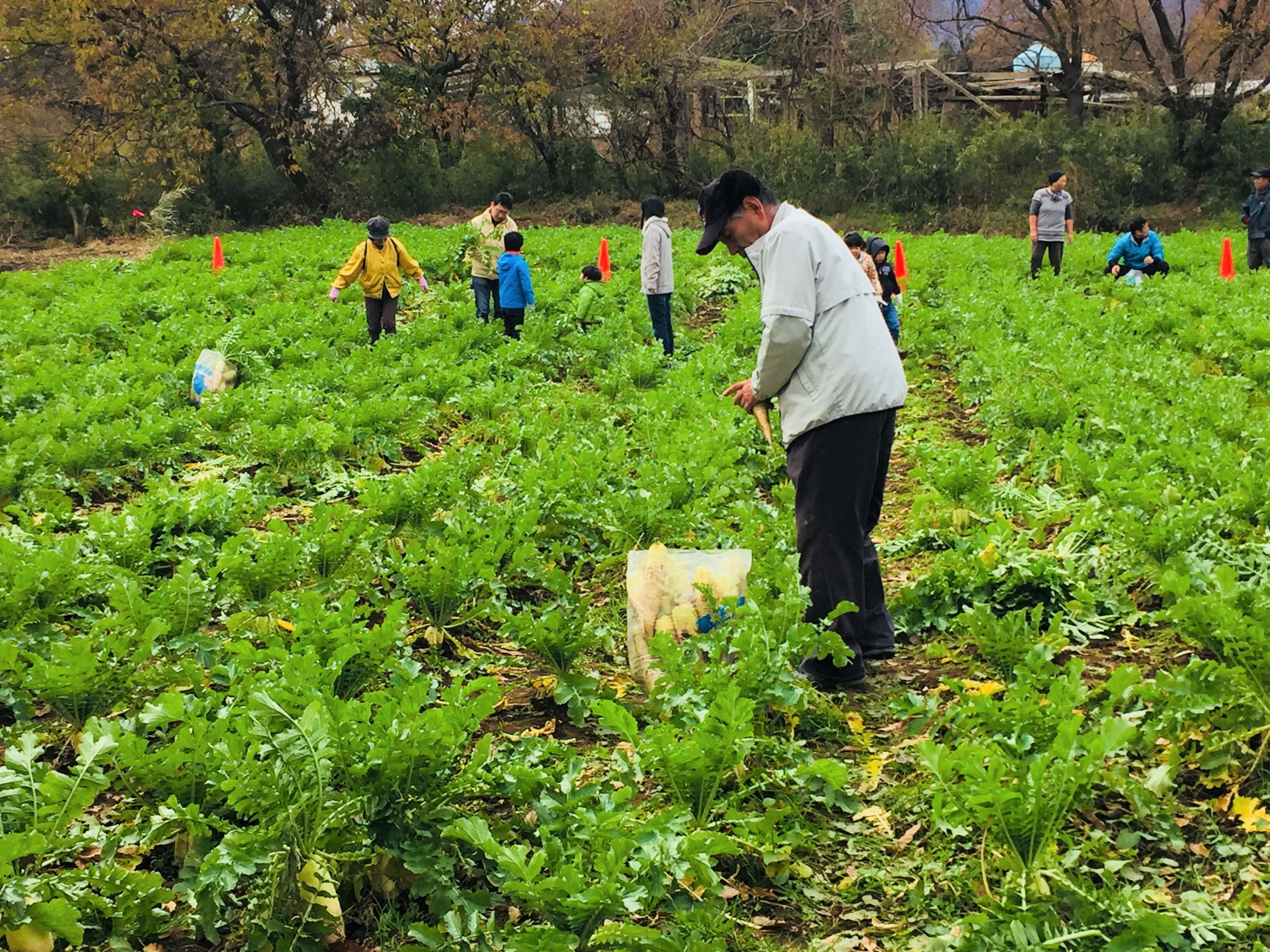 男女一起拔萝卜免费视频大全-第3张图片