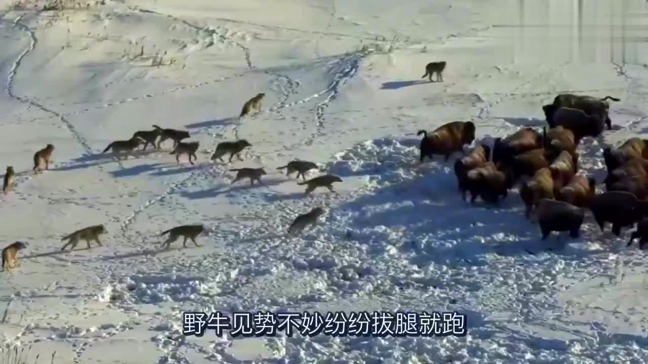 狼群社区，在线资源免费盛宴