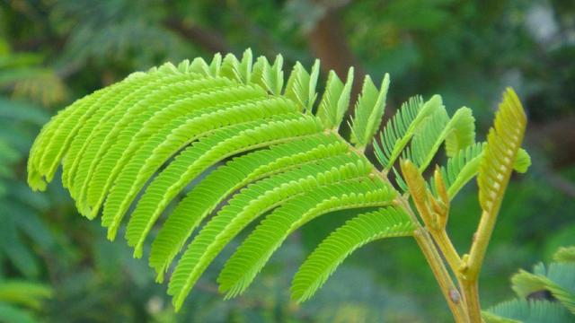 含羞草实验研所入口免费欢迎你-第2张图片