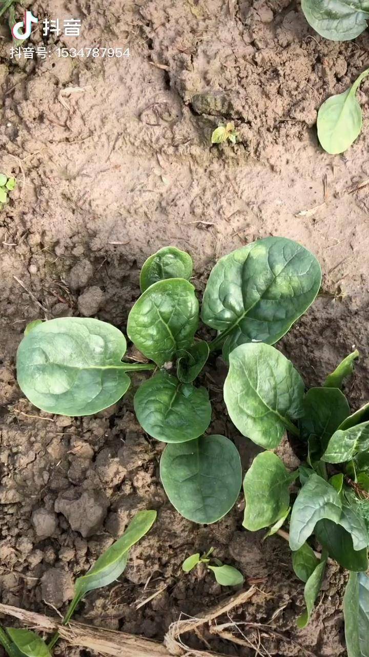 菠菜网HAOBC，引领绿色生活的新窗口-第1张图片
