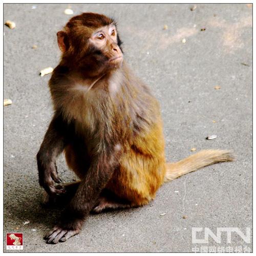 打牌克生猴子的视频大全图片打牌克生猴子的视频大全-第1张图片