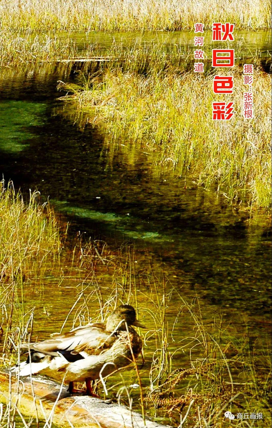缤纷网，网络世界的多彩画卷
