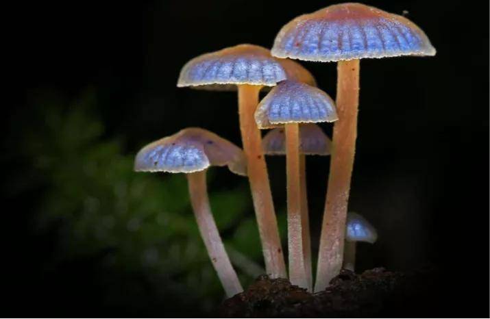 蘑菇视频HD在线观看OK影院蘑菇视频HD在线，探索高清视频的魅力