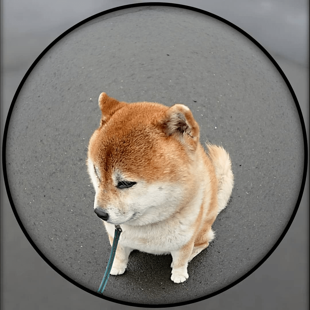 驴性行为，解读与探究