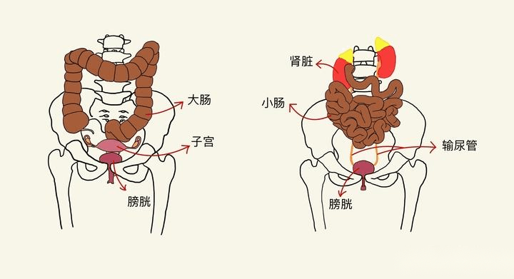 老少交配老少交配现象的探讨