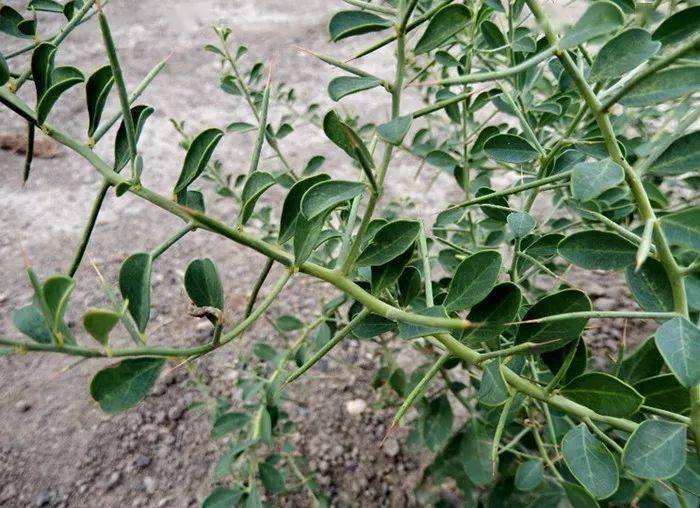 他的舌头探入蜜源毛毛虫说说DB他的舌头探入蜜源毛毛虫