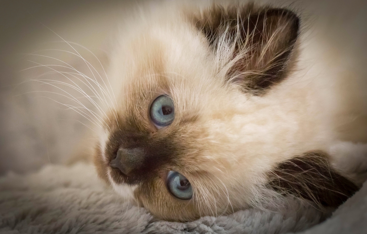 猫咪新区9uu有你有我足矣!猫咪新区9uu有你有我足矣！-第1张图片