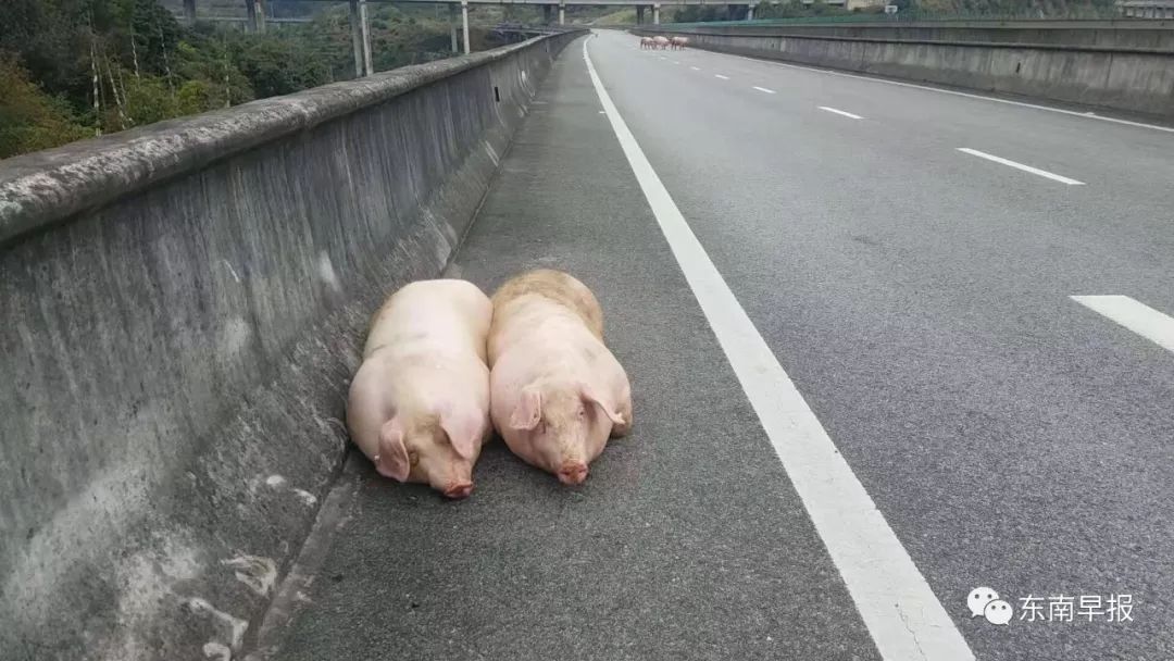 乱入公交车，城市中的不速之客