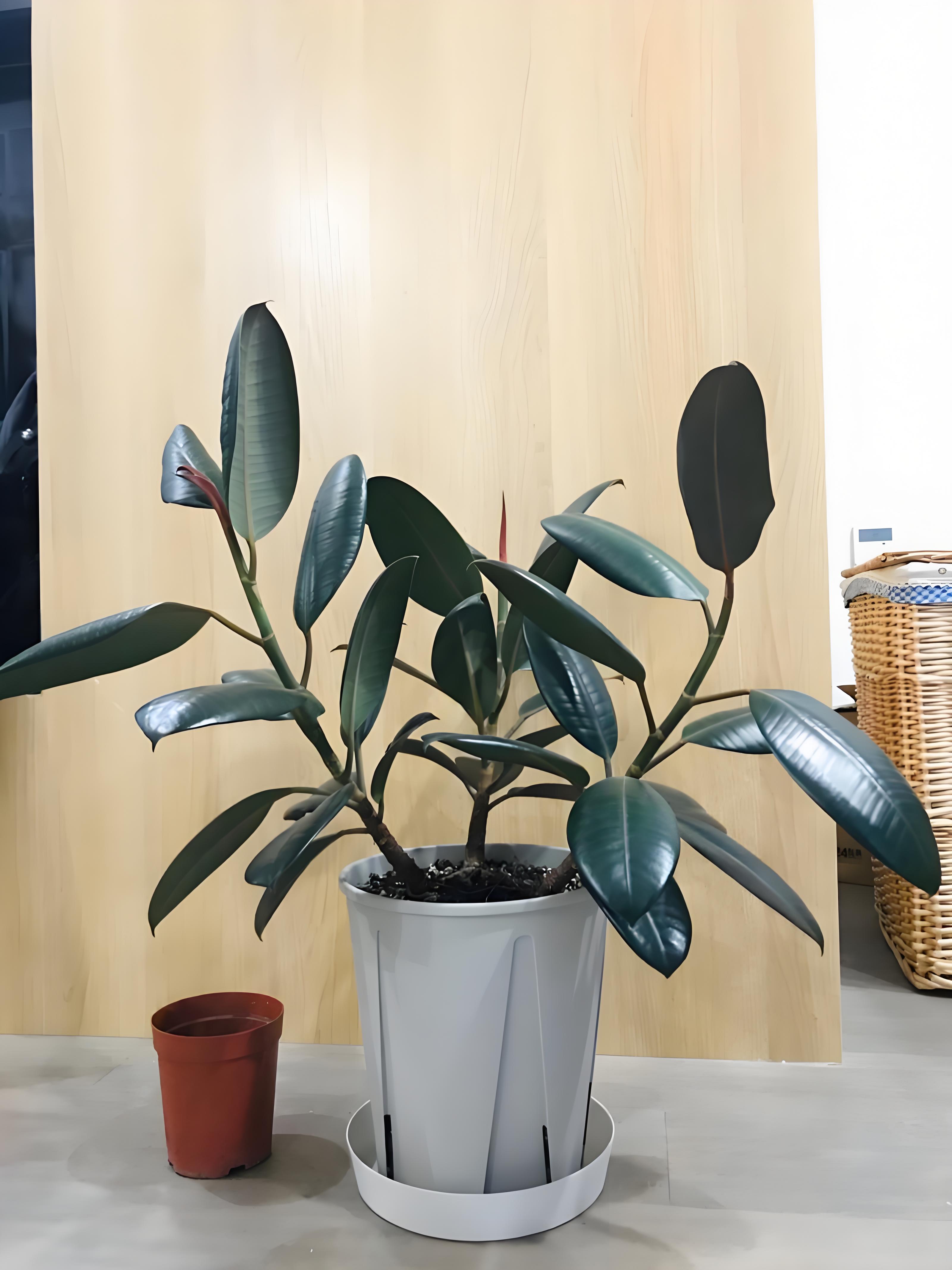 黑黑的粗粗的长长的是什么植物黑黑的粗粗的长长的东西，是一种神秘而又引人好奇的物体。它可能是一种自然现象，也可能是一种人造物品。它的形状独特，颜色深邃，让人不禁想要探索它的奥秘。