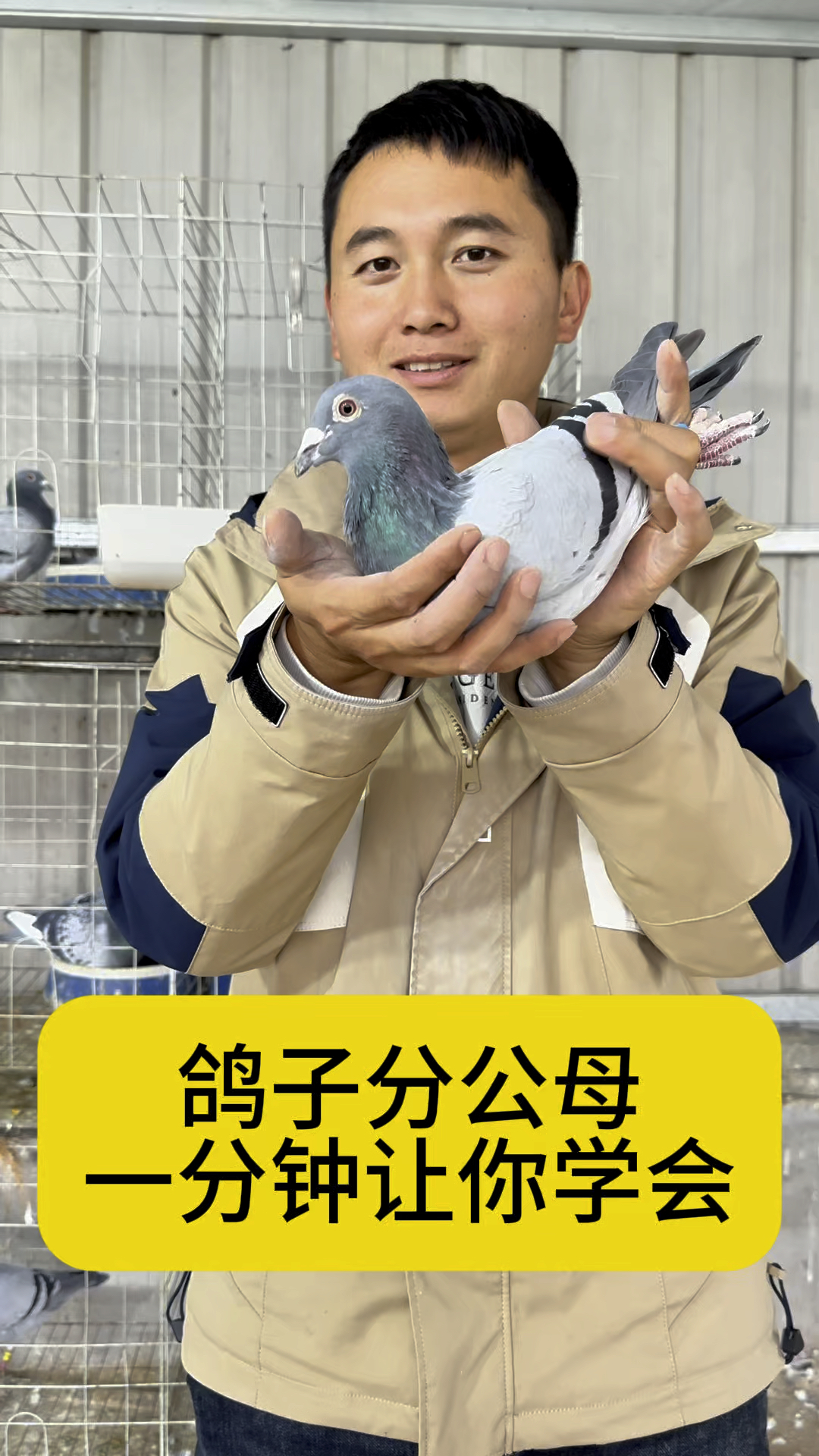 为什么鸽子走路点头为什么鸽子走路点头-第2张图片