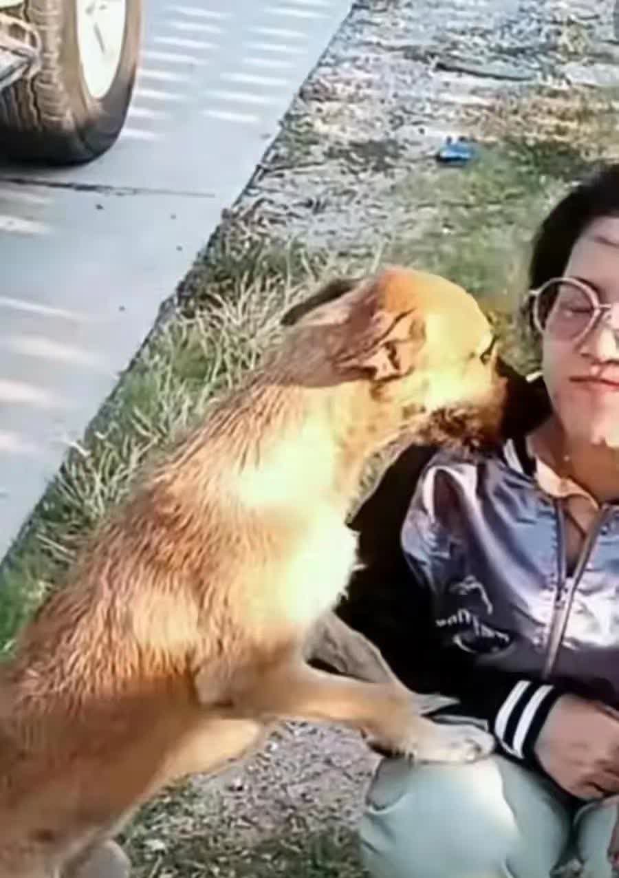 我一回家狗狗都上我我们家狗老是上我怎么办-第3张图片