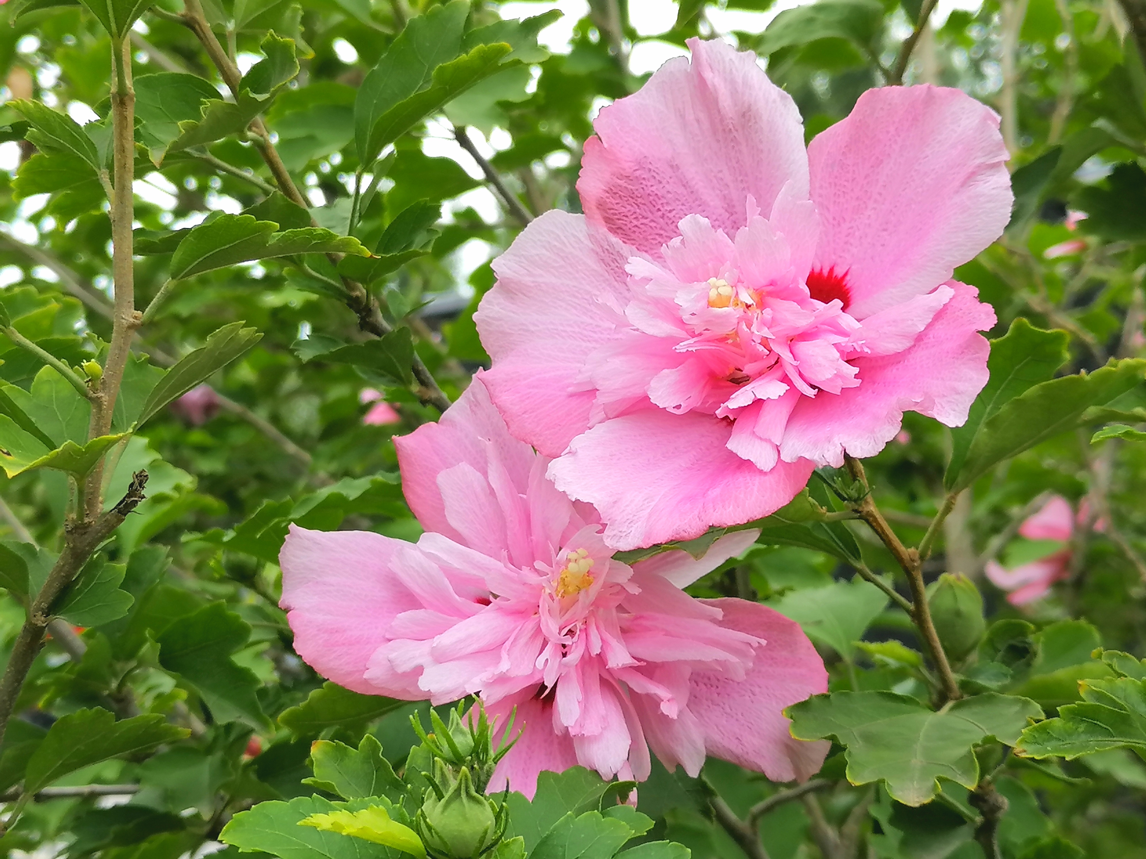知花知花，花之智慧与美丽