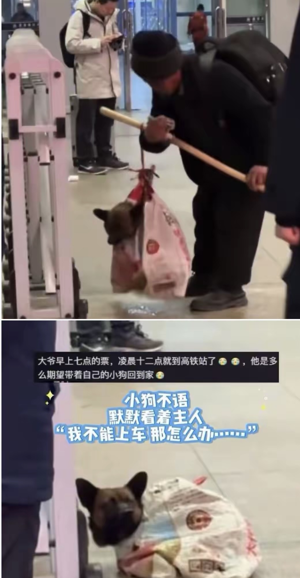 我一回家狗狗都上我我们家狗老是上我怎么办-第2张图片
